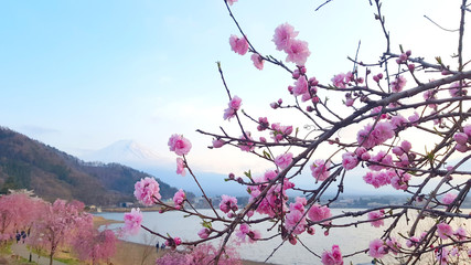 Cherry blossom by the Ashi lake with the Mount Fuji in the background in Hakone, Japan