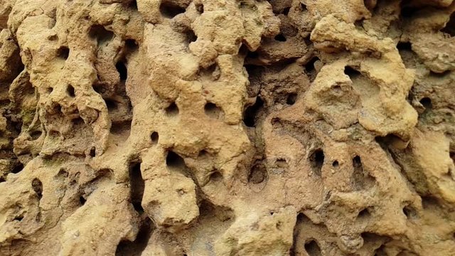 African termite nest and colony mound that is vacant with abandoned tunnels and chambers with no ant queen, soldiers or workers left.
