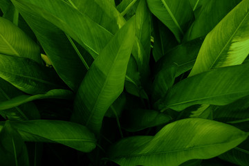 abstract dark green leaf texture, nature background, tropical leaf