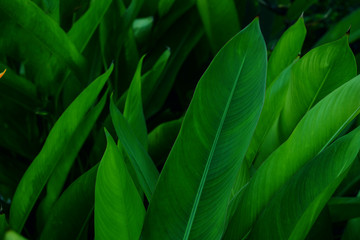 beautiful green leaves background for wallpaper and backdrop
