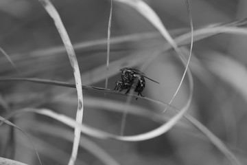 macro closeup shot of house fly on the monochrome background