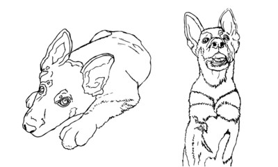 Dog Shepherd, contour drawing-2