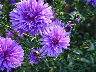 purple chrysanthemum in the garden