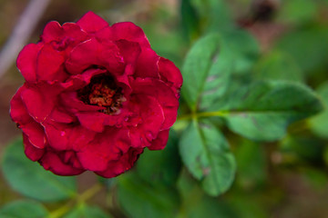 beautiful rose bloomed on blurry leaves in the bacgrkound. love concept