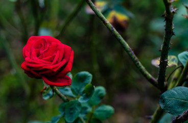 beautiful rose in the garden with spines branch against blurry background. nature concept