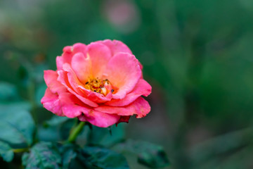 beautiful yellowish pink rose in the garden. fresh concept