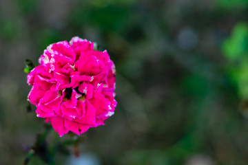 close up of beautiful pink rose on blurry background with copy space. nature concept
