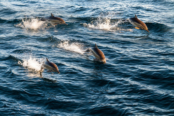 Formation of wild dolphins jump over waves in black sea. 
