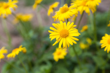 Yellow daisies on a flower-bed