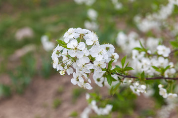 Branch of a blossoming white cherry tree flowers