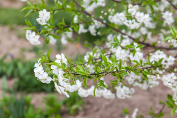 Branch of a blossoming white cherry tree flowers