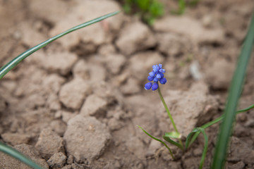 Small delicate blue muscari flower on a background of ground soil