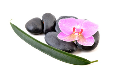 Fototapeta na wymiar Spa stones and pink orchid isolated on white background.