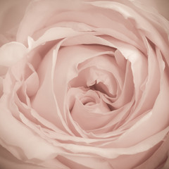 Fototapeta na wymiar Pink Rose with Drops of Water Macro
