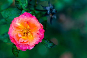 macro photography of mix color rose on blurry background with copy space. fresh concept