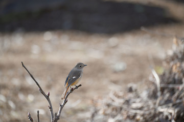ジョウビタキのメス