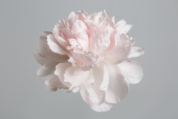 Pastel gently pink peony isolated on a gray background.