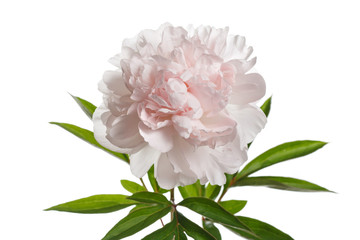 Pastel gently pink peony isolated on a white background.