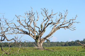 tree in a field