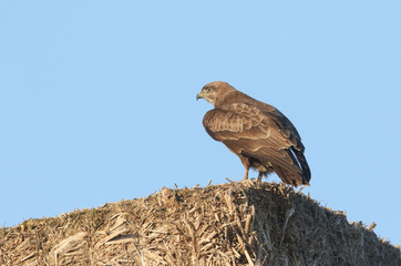 A magnificent hunting Buzzard, Buteo buteo, perching on top of stacked  straw bales on farmland.