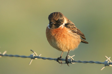 A stunning male Stonechat, Saxicola rubicola, perching on a barbed wire fence. It is looking around for insects to catch and eat.