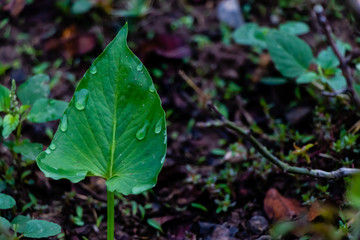 tropical rain on leaf in a forest with dark blurry background. wild leaf concept