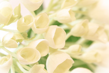 Macro Image of Baby Hydrangea Blooms.