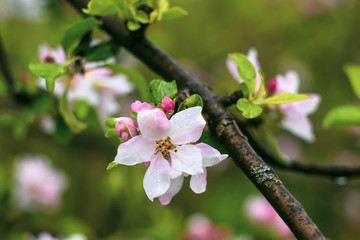 Blooming apple tree branch. Springtime, flower background. Blossom garden, floral wallpaper.