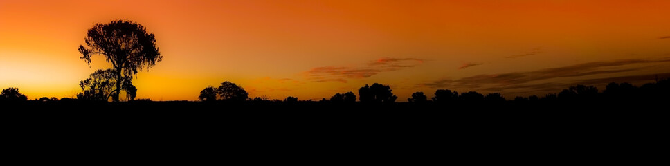 Fototapeta na wymiar Silhouette of Trees in the Sunset
