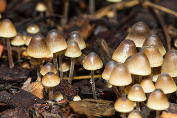 Baby Mushrooms in Forest