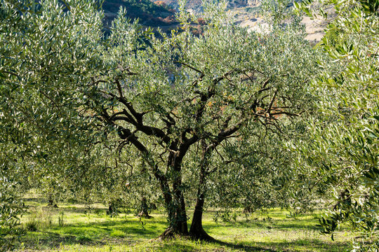 A Sunny Olivier Tree , Blurred Oliver Leaves In The Foreground, Grass On The Ground, Mountain In The Background. Provence In France.