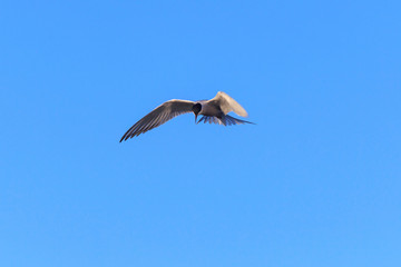 Common Tern