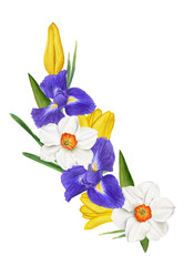 Watercolor spring flower bouquet of irises, daffodils, tulip