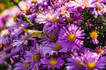 Obraz premium Low bushes of lilac chrysanthemums bloom, and butterflies and bees fly around. Autumn flowers under the sun. The buzzing of insects that collect pollen in October, September and November