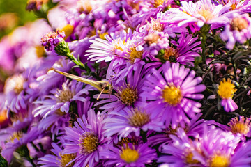 Obraz na płótnie Canvas Low bushes of lilac chrysanthemums bloom, and butterflies and bees fly around. Autumn flowers under the sun. The buzzing of insects that collect pollen in October, September and November