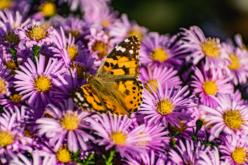 Fototapeta na wymiar Low bushes of lilac chrysanthemums bloom, and butterflies and bees fly around. Autumn flowers under the sun. The buzzing of insects that collect pollen in October, September and November
