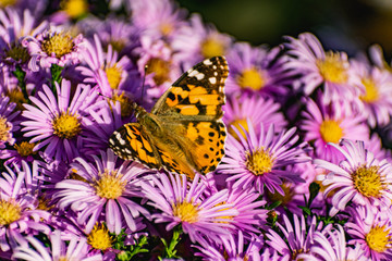 Low bushes of lilac chrysanthemums bloom, and butterflies and bees fly around. Autumn flowers under the sun. The buzzing of insects that collect pollen in October, September and November