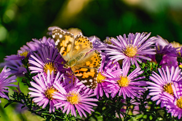 Low bushes of lilac chrysanthemums bloom, and butterflies and bees fly around. Autumn flowers under the sun. The buzzing of insects that collect pollen in October, September and November