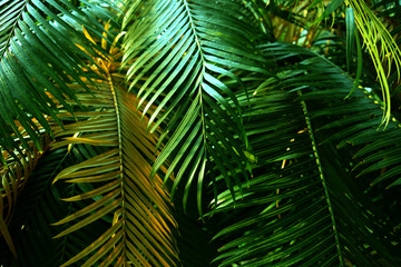 Obraz na płótnie Canvas Tropical dark, small and long slender green leaves. Abstract green texture, natural background for wallpaper