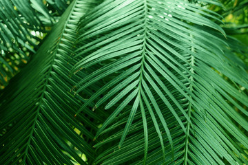 Tropical dark, small and long slender green leaves. Abstract green texture, natural background for wallpaper