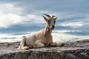 Goat in the Canyon of Ardeche in France