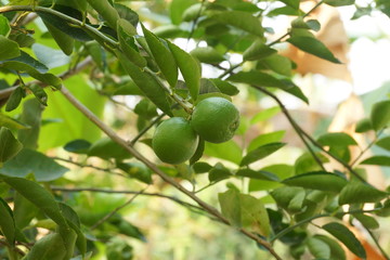 Twin lime on tree