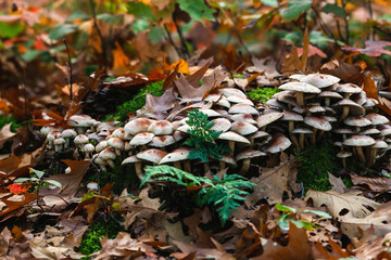 Toadstools on dead mossy tree stump in autumn forest.
