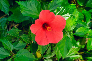red hibiscus on a green background