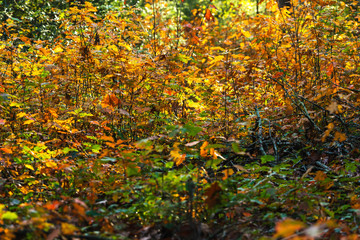 Bushes with orange and yellow colored leaves in autumn.