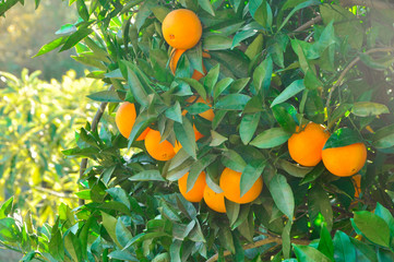 ripe oranges on a tree