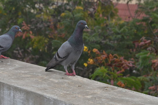Typical Indian Pigeon