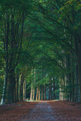 Sandy forest path covered with brown fallen leaves during early autumn.