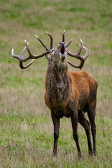 Ein röhrender Rothirsch