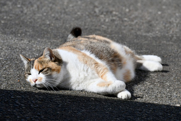 寝転ぶ猫